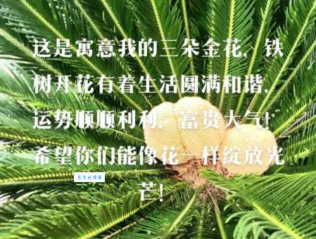 铁树发芽开金花代表什么生肖？答案揭晓！