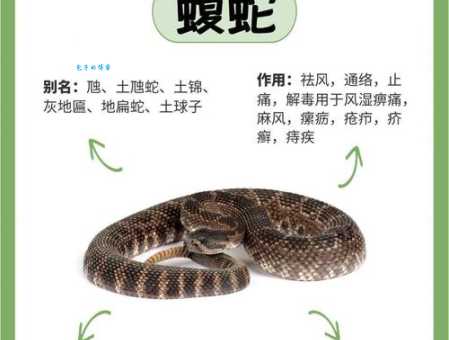 鸟尽弓藏对应什么动物？蛇真的合适吗？