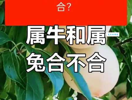 想知道牛兔结伴代表什么生肖？这里有答案