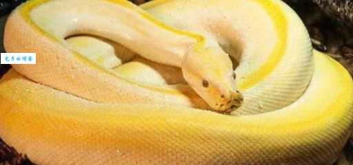 信口雌黄指什么动物？蛇是最佳答案吗？