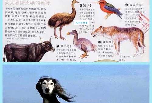 气宇轩昂的动物大揭秘,它们身上有哪些独特魅力?