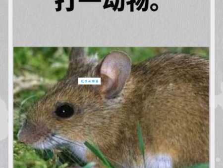 大好山河指的是哪几种生肖动物?快来测试一下!