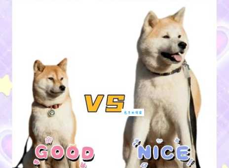 萌宠柴犬和忠犬秋田犬的区别,你更喜欢哪一种?
