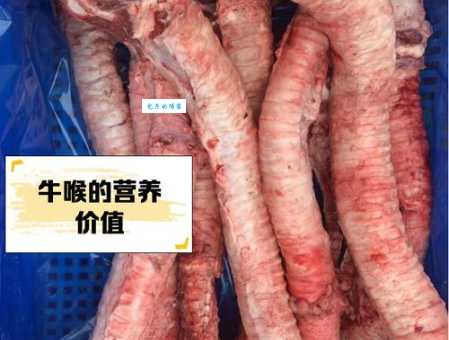 黄喉是牛的哪个部位?火锅美味黄喉的秘密来源大揭秘!