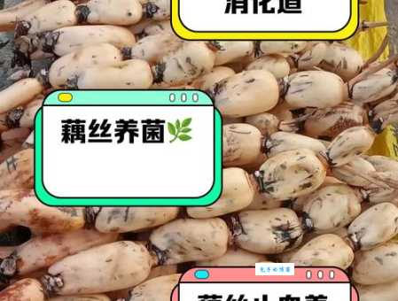 藕断丝连中细丝的秘密:它是哪种植物组织?