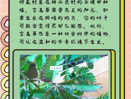 探秘含羞草:它的独特之处和神奇反应