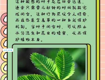 探秘含羞草:它的独特之处和神奇反应