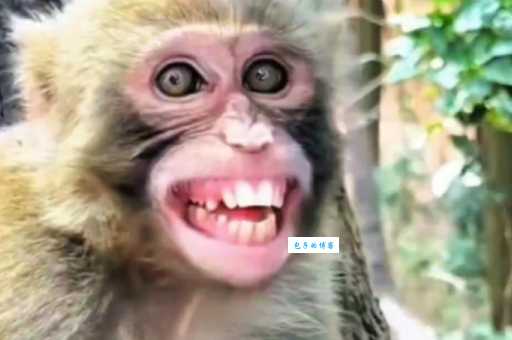 龇牙咧嘴的生肖动物有哪些？盘点它们的独特特征