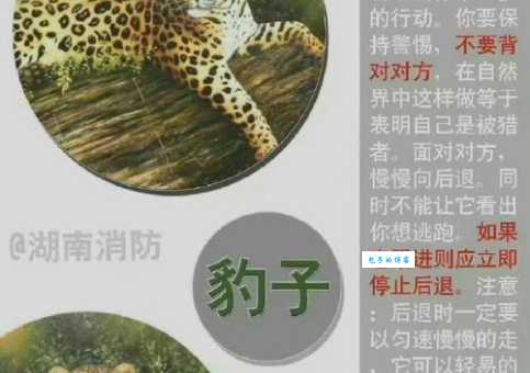 大火烧山野兽伤,打一生肖是什么动物?