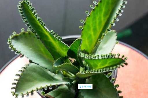 这个生肖最能代表落地生根，你知道是哪个吗？