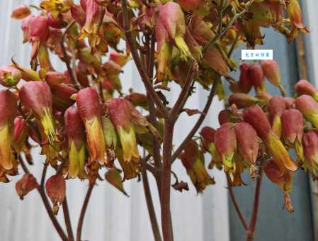 这个生肖最能代表落地生根，你知道是哪个吗？