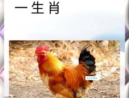 日落西山鸡入窝代表什么生肖?你猜对了吗?