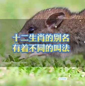 急寻答案!一本万利究竟是哪个生肖?