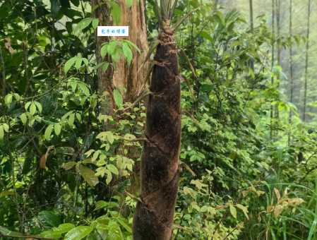 雨后春笋代表哪个生肖?快来猜猜看!