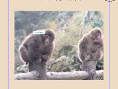 哪个生肖动物最符合洁身自爱的形象?一起来看看