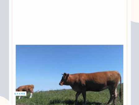 猜一猜:八面威风指的是什么生肖动物?