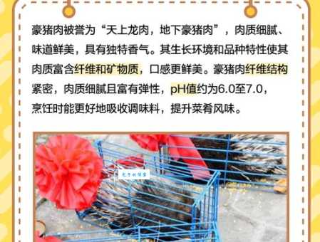 豪门酒肉是什么生肖?猪生肖竟是最佳答案?