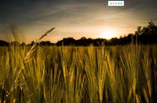 山光水色猜一生肖,答案让你意想不到!