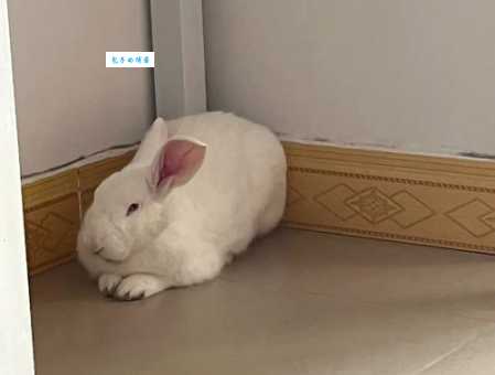 猜一生肖：坐卧针毡，你猜对了吗？