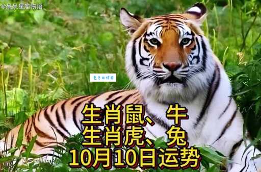 高风亮节代表什么生肖？趣味谜题等你来解！