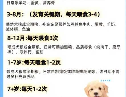 遍身金毛的动物代表什么生肖?揭秘生肖背后的故事!