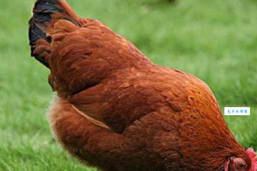 地动山摇是哪几个生肖？多种答案让你大吃一惊！