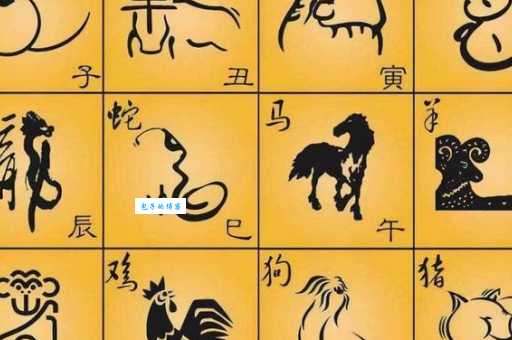 家里养的宠物是什么生肖?十二生肖里哪个是你的宠物
