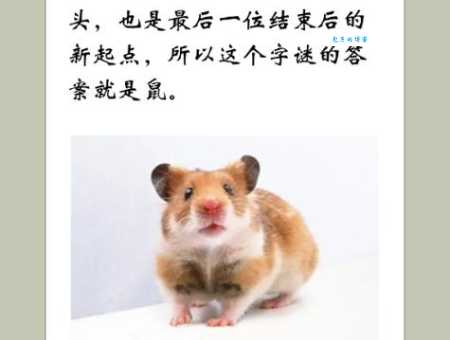 尺树寸泓暗示了什么?生肖鼠的隐藏寓意揭秘