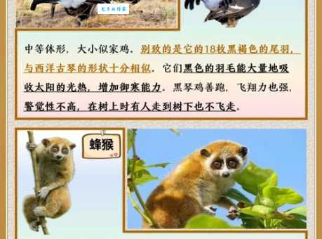 一身正气打一最佳动物:答案揭晓,它象征着什么?