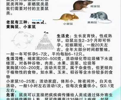 减灶之计是哪几种动物?带你了解其象征意义