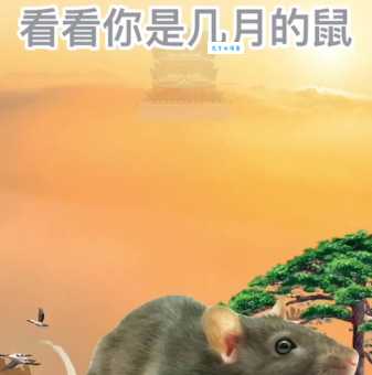 闲云野鹤究竟是什么生肖？道出其中玄机！