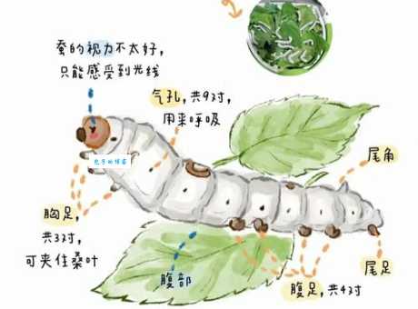春蚕象征意义及文化解读：勤劳与奉献的化身