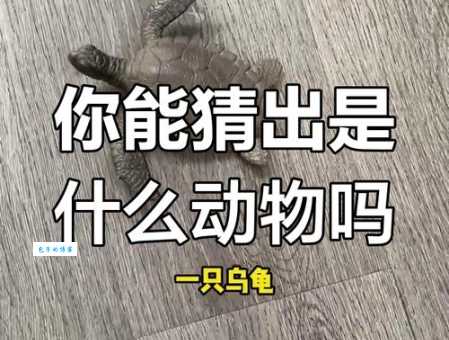 实实在在打一动物,你猜出来了吗?