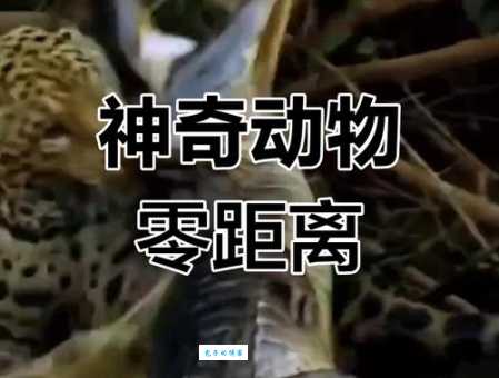 神奇动物大揭秘：哪些动物擅长“偷梁换柱”？