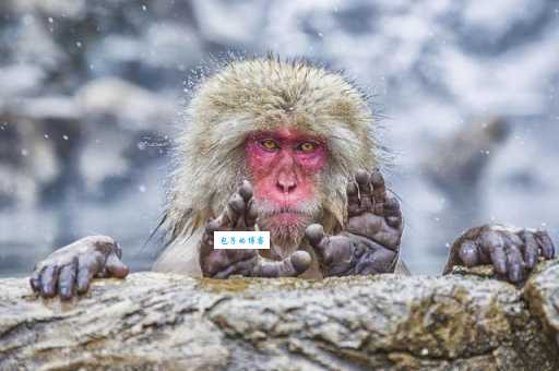 高山流水打一生肖是什么动物?答案揭晓!
