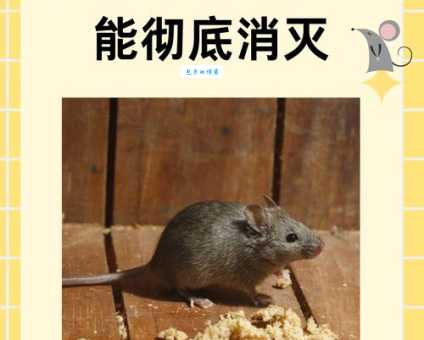 老鼠是贪生怕死的动物吗?详解动物行为学