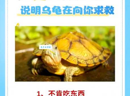 脑筋急转弯：一只乌龟掉进河里，猜猜是什么花？