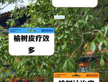 榆木疙瘩是什么意思？从字面到比喻，带你全面了解
