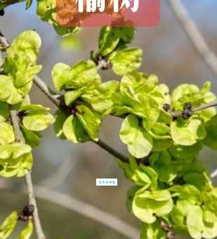 榆木疙瘩是什么意思？从字面到比喻，带你全面了解