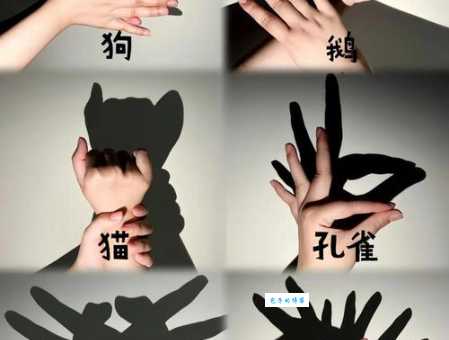 如影随形是哪个动物？猜猜看，答案让你意想不到！