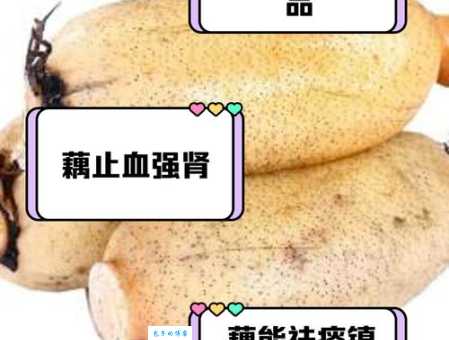 藕断丝连的生肖是哪个?速来揭秘正确答案!