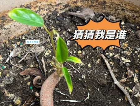 猜一猜:枯木逢春是什么生肖?多种答案让你惊奇!
