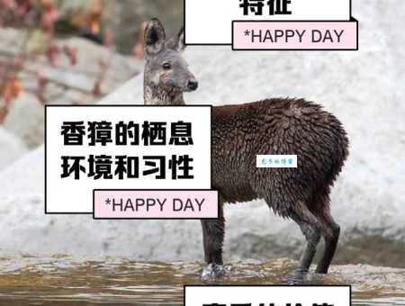 这些动物自带“异香异气”?揭秘它们独特的体味来源