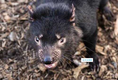 青面獠牙指的是什么生肖动物?我们来一起分析!