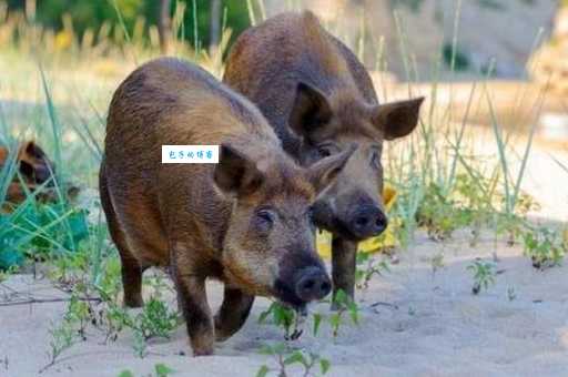 点头哈腰是什么动物?深圳野猪“职业乞讨”揭秘