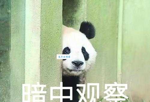 探头探脑打一动物,你猜出来了吗?