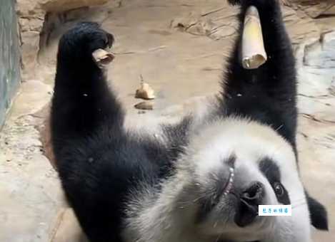 探头探脑打一动物,你猜出来了吗?