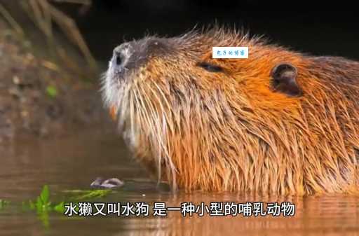 急中生智最正确的动物是哪种？看完你就知道！