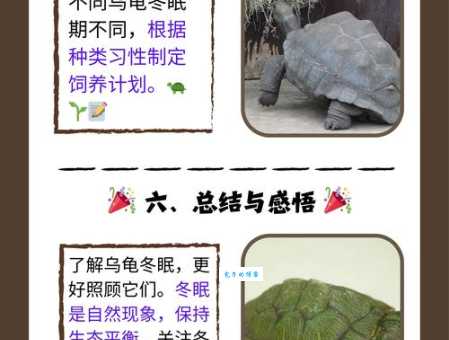 猜猜看:龟鹤之年究竟指的是哪种动物?