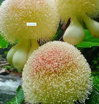 奇花异果打一生肖动物,你知道答案是什么吗?